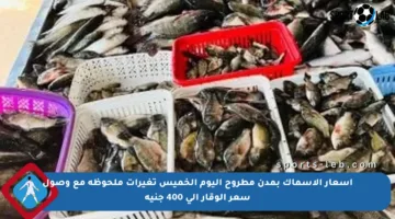 أسعار الأسماك بمدن مطروح اليوم الخميس تغيرات ملحوظة مع وصول سعر الوقار إلى 400 جنيه